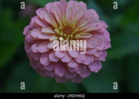 Una singola zinnia vista dall'alto. Le Zinnie sono annuali della famiglia delle Asteraceae. Foto Stock