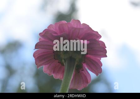 Una singola zinnia vista da sotto, incorniciata contro un cielo luminoso. Le Zinnie sono annuali della famiglia delle Asteraceae. Foto Stock