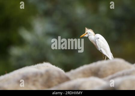 Un primo piano di un'egretta di bestiame appollaiata sulla schiena di una pecora, mentre con la mandria. Bubulcus ibis. Foto Stock