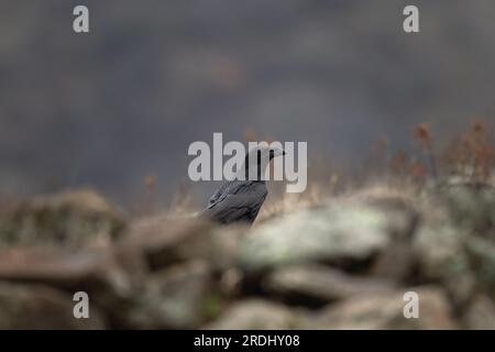 Corvo comune a terra nelle montagne di Rodope. Corvus corax dietro la roccia. Uccello nero nelle montagne della Bulgaria. Foto Stock