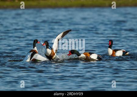 Una lotta tra due coppie di anatre comuni sull'acqua, con le femmine più aggressive l'una verso l'altra. Tadorna tadorna. Foto Stock