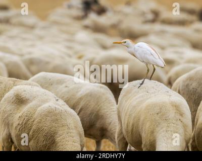 Un'egretta di bestiame arroccata sulla schiena di una pecora, mentre era con la mandria. Bubulcus ibis. Foto Stock