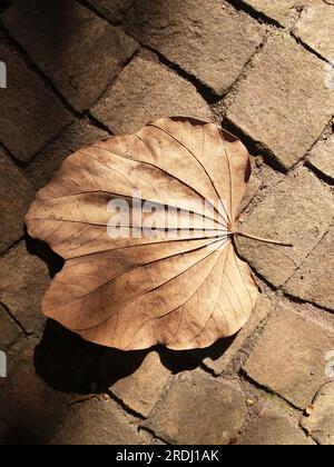 In autunno le foglie cadono dagli alberi. Foglie asciutte su uno sfondo di piccole pietre fotografate in autunno con la luce dorata del tardo pomeriggio Foto Stock