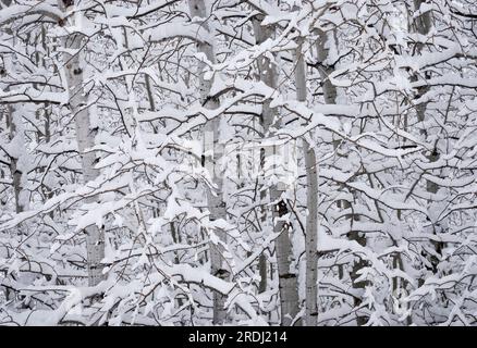 Aspen (Populus tremuloides) dopo una tempesta di neve all'inizio della primavera, Gallatin County, Montana, USA Foto Stock