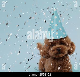 Carino cane Maltipoo in cappello da festa sotto i coriandoli cadenti su sfondo azzurro. Spazio per il testo Foto Stock