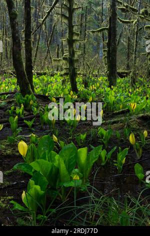 Lysichiton americanus (cavolo nero), che fiorisce in un prato umido e parzialmente boscoso vicino alla costa dell'Oregon, Siuslaw National Forest, USA. Foto Stock