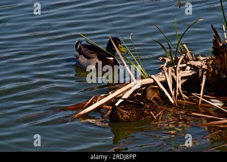 Mallard Duck maschio riposa a Shoreline Driftwood presso il South East City Park Public Fishing Lake, Canyon, Texas. Foto Stock