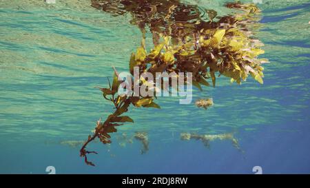 Primo piano di frammenti di Seaweed Brown (Sargassum) che si spostano sulla superficie dell'acqua durante il giorno con raggi solari luminosi, vista sottomarina, Mar Rosso, Egitto Foto Stock