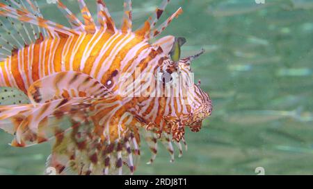 Primo piano della caccia al pesce leone comune o al pesce leone rosso (Pterois volitans) nuota accanto a un grande branco di pesci di Hardyhead Silverside ai raggi del sole, Mar Rosso Foto Stock