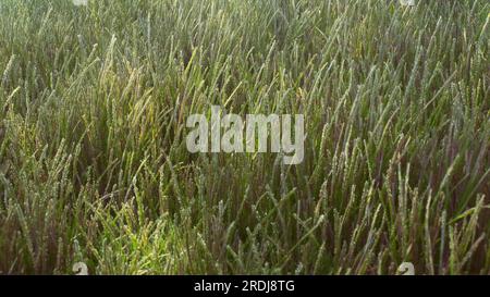 Verde Narrowleaf Seagrass (Halodule uninervis) in acque poco profonde nelle giornate di sole sotto raggi solari luminosi, Mar Rosso, Egitto Foto Stock