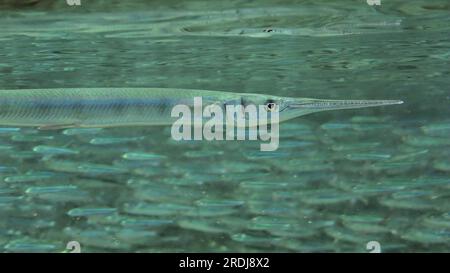 Sea Needle o Garfish a caccia di nuoto vicino a un grande branco di pesci Hardyhead Silverside nelle giornate di sole, Red Sea, Egitto Foto Stock