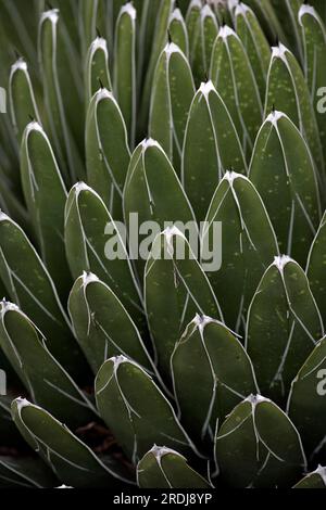 Agave victoriae-reginae, Arizona, Sonora Desert, USA Queen Victoria's Agave mezcal, Sonora Desert, USA, detai Foto Stock