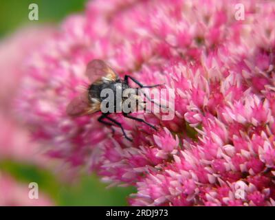 Volare seduto su fiori di gallina grassa (Sedum spectabile), api letame, dronefly (Eristalis tenax) Foto Stock