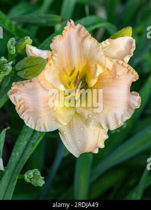 "Newberry tempo preso in prestito' Daylily, Daglilja (Hemerocallis) Foto Stock