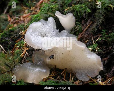 Pseudohydnum gelatinosum, gelatina della colonna vertebrale, dente di ghiaccio Foto Stock