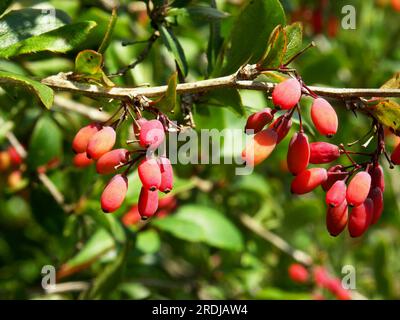 Barberry comune, Sourthorn comune, bacche di aceto, Barberry europeo (Berberis vulgaris) Foto Stock