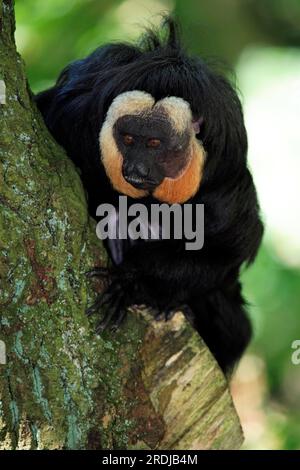 saki dalla faccia bianca (Pithecia pithecia), maschio, su albero Saki dalla testa bianca, Sud America Saki dalla testa bianca, Sud America, adulto, maschio, sull'albero Foto Stock