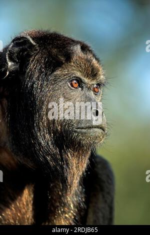 Urlatore nero (Alouatta caraya), pantanal, brasiliano subadulto, semi-adulto giovanile, maschio, Ritratto, scimmia Howler nera, scimmia Howler nera brasiliana Foto Stock