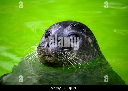 Foca comune (Phoca vitulina), Germania, adulti, in acqua, ritratto, Foca comune per il nuoto, foca comune per la Germania, foca comune per il nuoto, nuotata Foto Stock