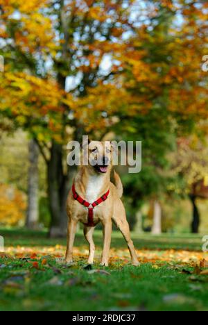 Cane domestico di razza mista (canis lupus familiaris) in piedi in un prato di fronte ad alberi dai colori autunnali, cane di razza mista davanti agli alberi Foto Stock