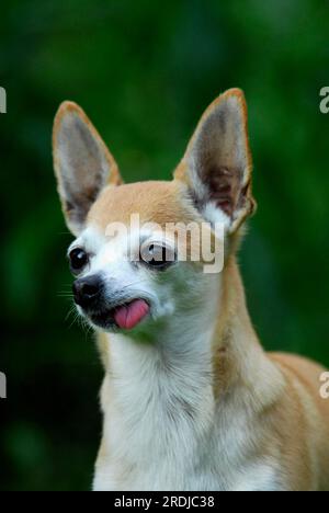 Chihuahua, shorthair, ritratto, standard FCI n. 218, rivestimento liscio, cane domestico (canis lupus familiaris) Foto Stock