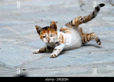 Giovane gattino domestico, Tortie Tabby con bianco, rotola per terra, isola di Tinos, Cicladi, Grecia, gattino, Tortie Tabby e White, in movimento Foto Stock