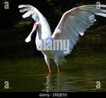 Spatola, anche spatola eurasiatica (Platalea leucorodia), bagno Foto Stock