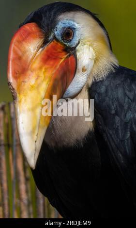 "Bill" il rugoso Hornbill, si infila nei suoi green a Bird Gardens Scotland, Scottish Borders. Bill è un giovane maschio, parte della h rughe europea Foto Stock