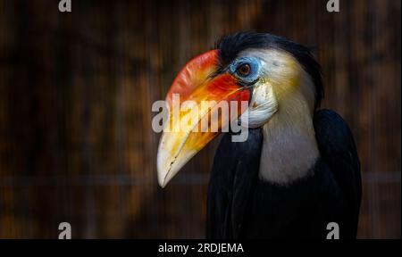 "Bill" il rugoso Hornbill, si infila nei suoi green a Bird Gardens Scotland, Scottish Borders. Bill è un giovane maschio, parte della h rughe europea Foto Stock