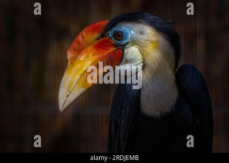 "Bill" il rugoso Hornbill, si infila nei suoi green a Bird Gardens Scotland, Scottish Borders. Bill è un giovane maschio, parte della h rughe europea Foto Stock