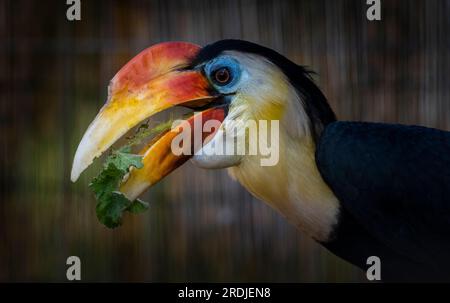 "Bill" il rugoso Hornbill, si infila nei suoi green a Bird Gardens Scotland, Scottish Borders. Bill è un giovane maschio, parte della h rughe europea Foto Stock