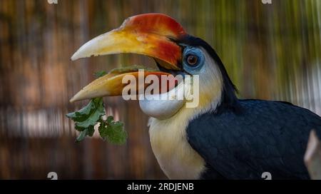 "Bill" il rugoso Hornbill, si infila nei suoi green a Bird Gardens Scotland, Scottish Borders. Bill è un giovane maschio, parte della h rughe europea Foto Stock