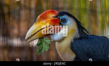 "Bill" il rugoso Hornbill, si infila nei suoi green a Bird Gardens Scotland, Scottish Borders. Bill è un giovane maschio, parte della h rughe europea Foto Stock