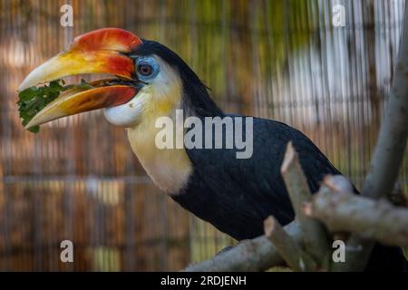 "Bill" il rugoso Hornbill, si infila nei suoi green a Bird Gardens Scotland, Scottish Borders. Bill è un giovane maschio, parte della h rughe europea Foto Stock