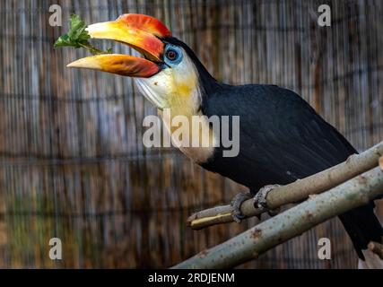 "Bill" il rugoso Hornbill, si infila nei suoi green a Bird Gardens Scotland, Scottish Borders. Bill è un giovane maschio, parte della h rughe europea Foto Stock