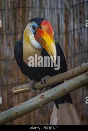 "Bill" il rugoso Hornbill, si infila nei suoi green a Bird Gardens Scotland, Scottish Borders. Bill è un giovane maschio, parte della h rughe europea Foto Stock