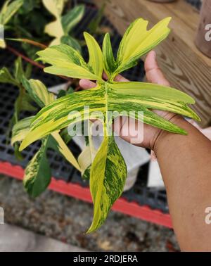 Splendida foglia di Philodendron Florida Beauty variegata, una pianta tropicale rara e popolare Foto Stock