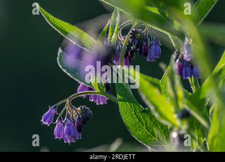 19 maggio 2023 Meteo, Kelso, Scottish Borders, Scozia. Goccioline di rugiada mattutina si aggrappano ai fiori viola di una pianta comune che cresce selvaggia Foto Stock