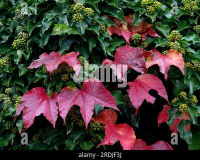 Vite selvatica (Vitis vinifera subsp. Sylvestris) e Ivy in autunno, Wild Vine, Wild Vine, True Wild Wild Vine Foto Stock