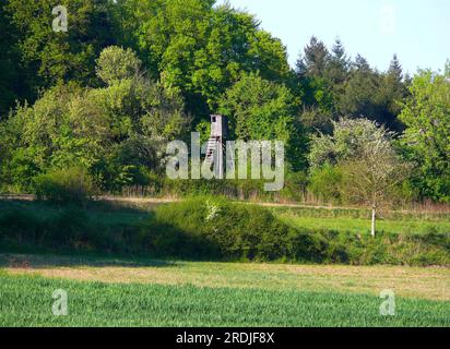 Il posto alto di Forester, paesaggio fiorito a Kraichgau, Baden-Wuerttemberg, Germania Foto Stock