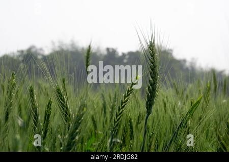 Agricoltura nell'Asia meridionale. Campo di grano verde. Ampi campi pieni di grani verdi di grano. Foto Stock