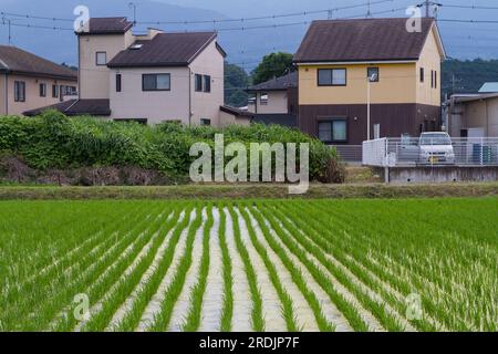 Un piccolo campo di riso (risaia) circondato da case in una città rurale di Kanagawa, in Giappone. Foto Stock