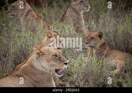 La famiglia dei leoni in Kenya, savanna. Grande leonessa, mamma leone con bambini in un prato, fauna selvatica in safari, masai mara. Spettacolare grande gatto Foto Stock