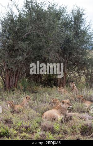 La famiglia dei leoni in Kenya, savanna. Grande leonessa, mamma leone con bambini in un prato, fauna selvatica in safari, masai mara. Spettacolare grande gatto Foto Stock