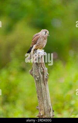 Gheppio comune Falco tinnunculus, giovane arroccato dopo l'alimentazione del mughetto di mischia Turdus viscivorus, preda giovanile, Suffolk, Inghilterra, luglio Foto Stock