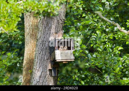 Gheppio comune Falco tinnunculus, 3 pulcini a nestbox, Suffolk, Inghilterra, luglio Foto Stock