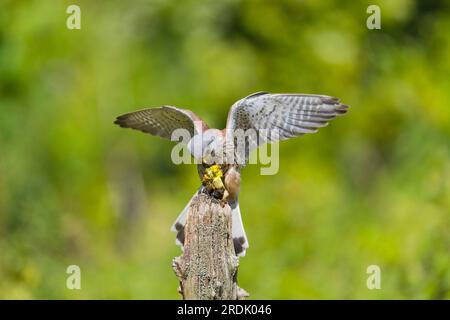 Gheppio comune Falco tinnunculus, maschio adulto arroccato dopo l'alimentazione di Yellowhammer Emberiza citrinella, preda maschile adulto, Suffolk, Inghilterra, luglio Foto Stock