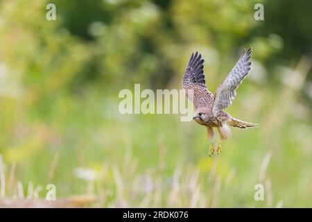 Gheppio comune Falco tinnunculus, volo giovanile, Suffolk, Inghilterra, luglio Foto Stock