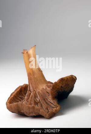 Macro primo piano di un fungo chanterelle invernale, branchie visibili, isolato su sfondo bianco Foto Stock