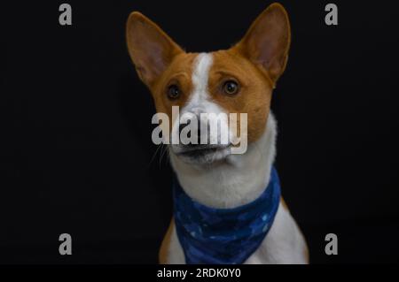 Tasto basso ritratto di elegante basenji cane maschio indossando fazzoletto blu Foto Stock